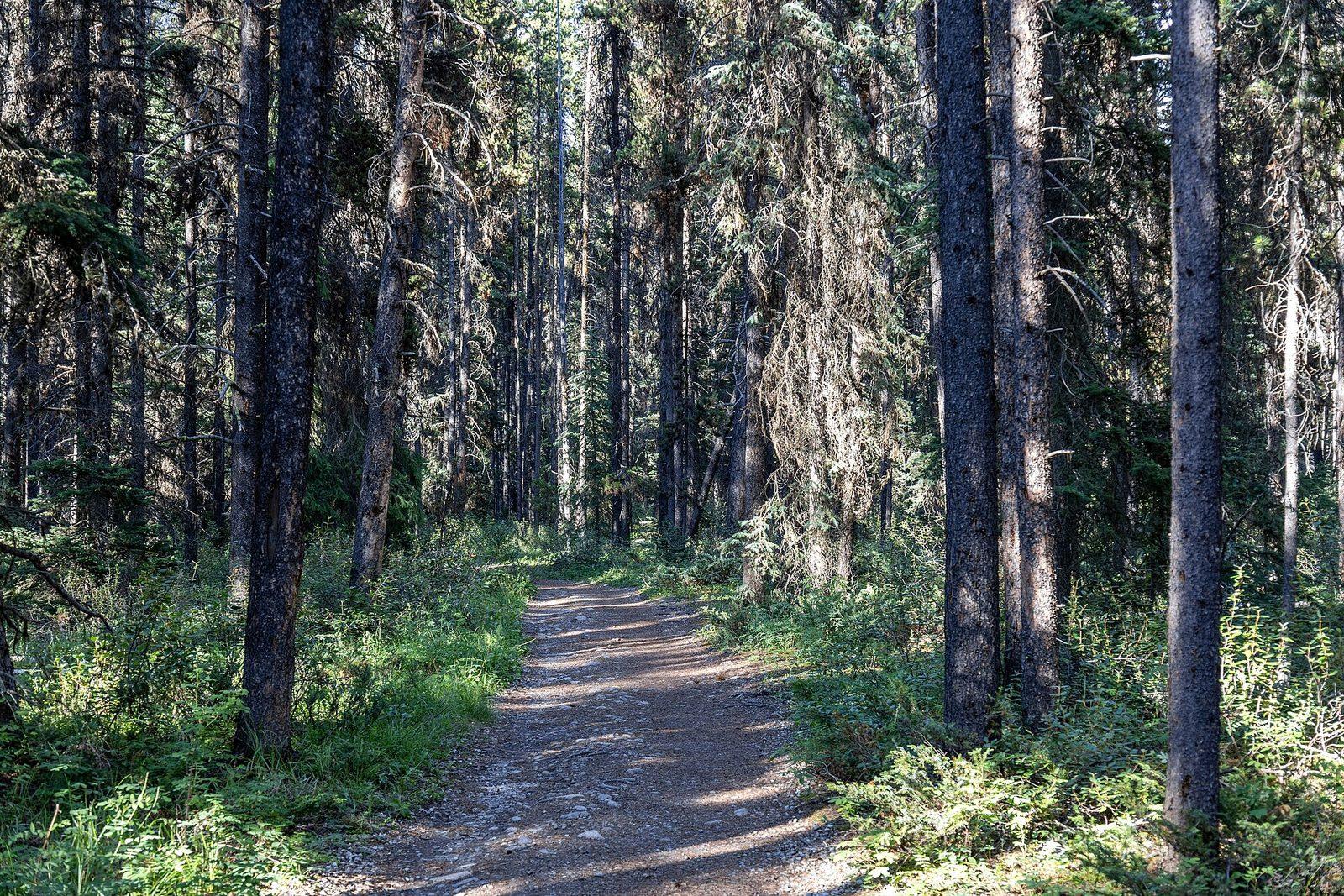 Rockbound Trail through forest and mountain terrain in Banff National Park