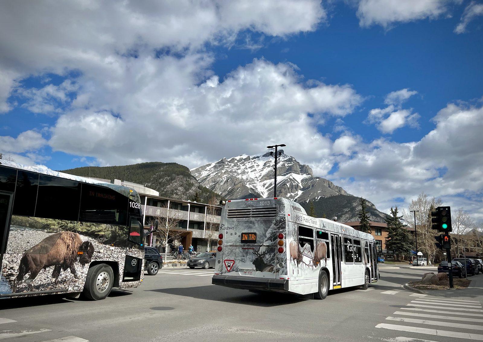 Two Roam Public Transit buses with wildlife wraps on a Banff street
